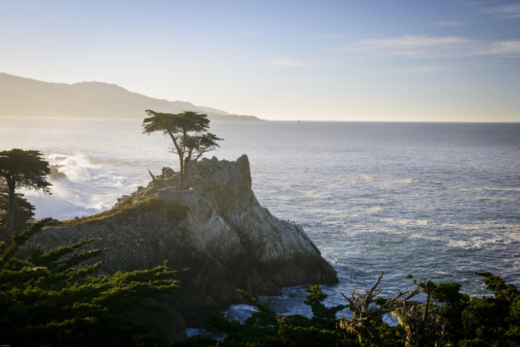 The-Lone-Cypress-21498x1000 (2)