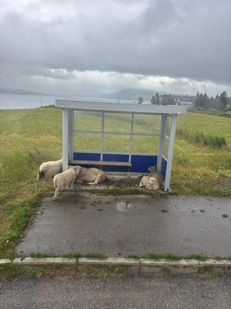 Conquers of Scandinavian Golf